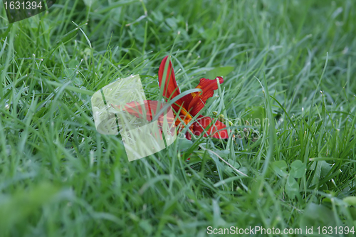 Image of red lily in the green grass