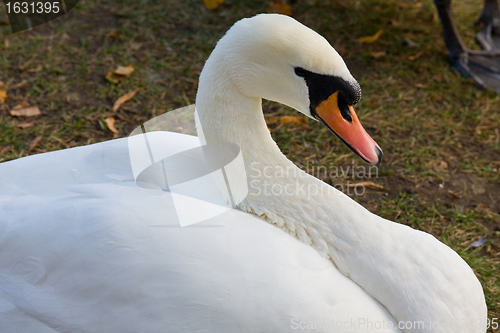 Image of Swan on shore of bending the neck