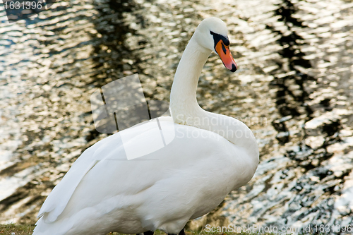 Image of white swan on pond