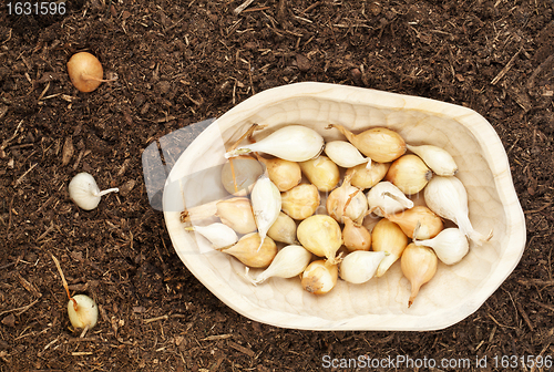 Image of onion bulbs for planting