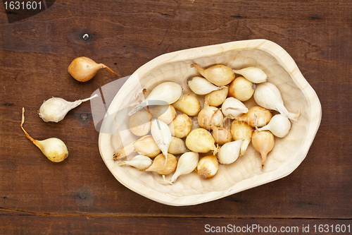 Image of onion bulbs for planting