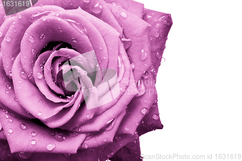 Image of pink rose