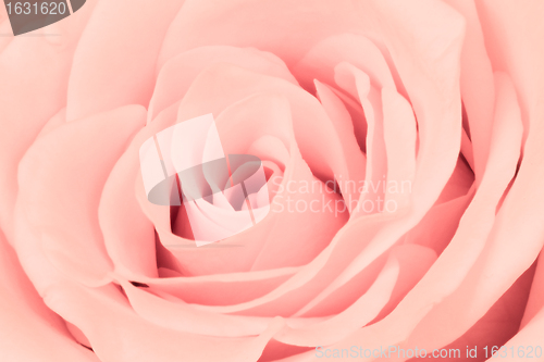 Image of pink rose close up