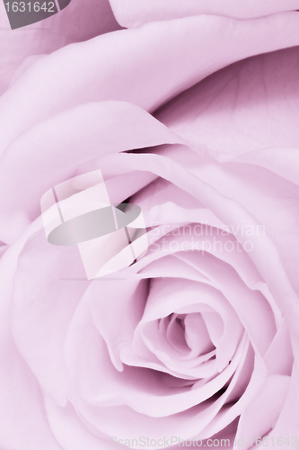 Image of violet rose close up
