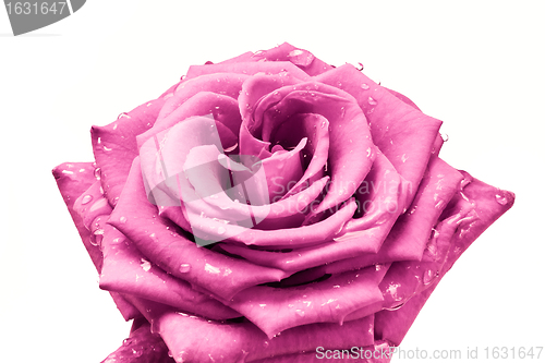 Image of pink rose