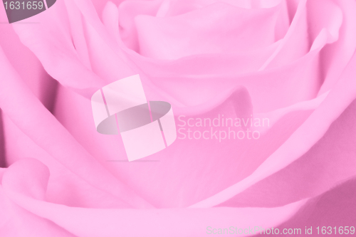 Image of pink rose close up