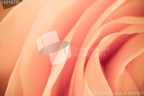 Image of orange rose macro