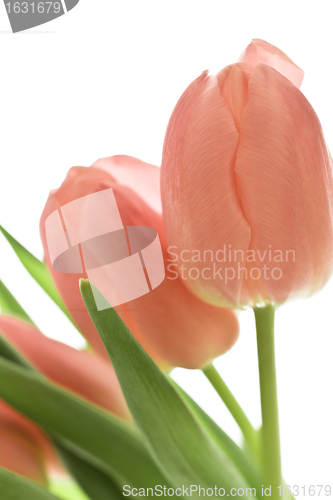 Image of orange tulips