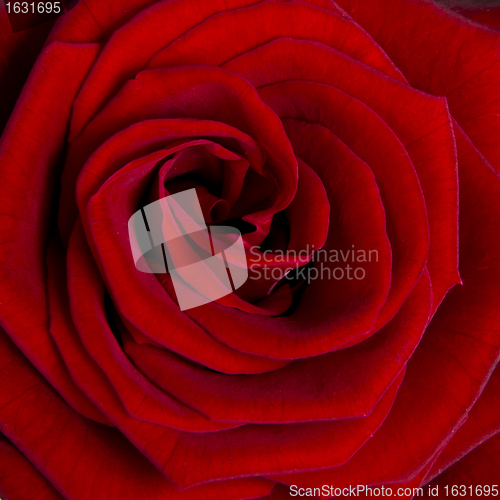 Image of red rose