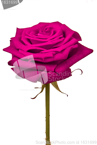 Image of pink rose