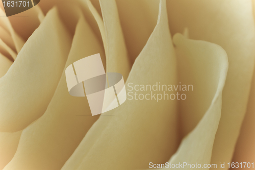 Image of white rose macro