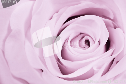 Image of violet rose close up