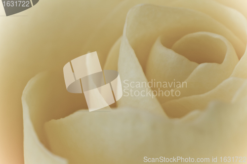 Image of white rose macro