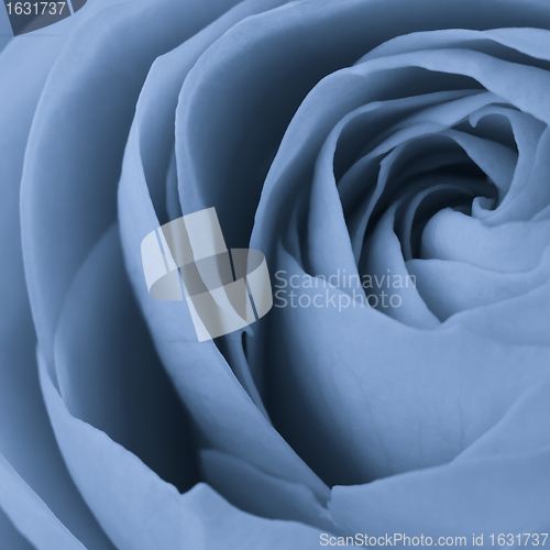 Image of blue rose macro