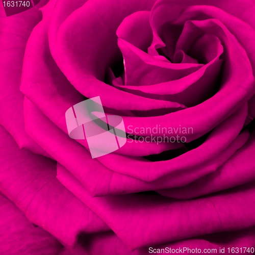 Image of pink rose