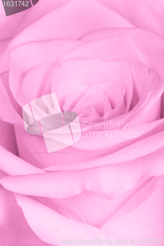 Image of pink rose close up