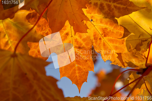 Image of autumn foliage