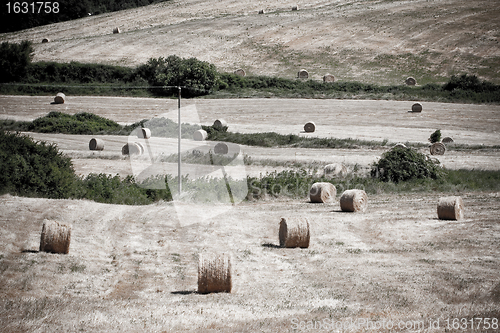 Image of Typical Tuscan landscape