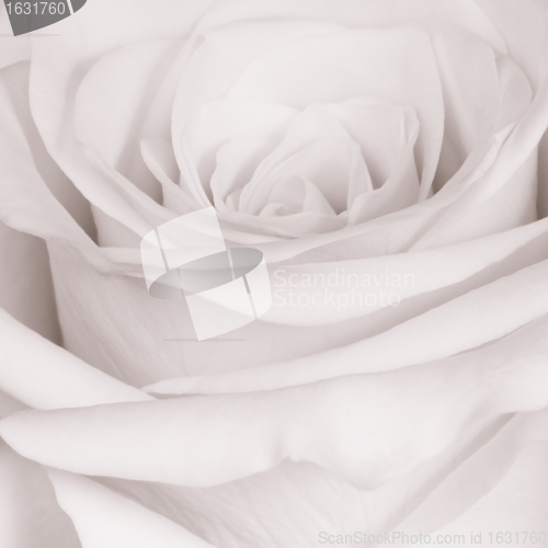 Image of white rose close up