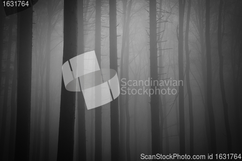 Image of misty forest