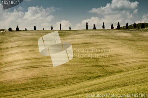 Image of Typical Tuscan landscape