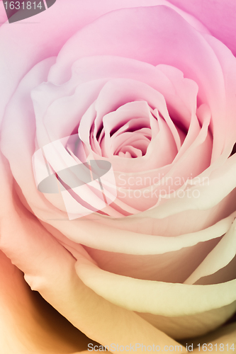 Image of multicolor rose