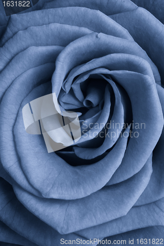 Image of blue rose