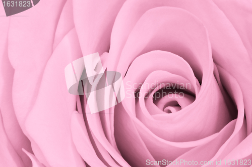 Image of pink rose close up