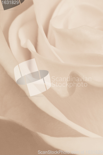Image of white rose close up