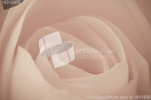 Image of rose macro