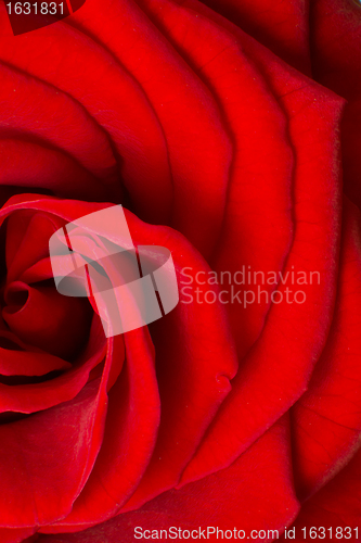 Image of red rose