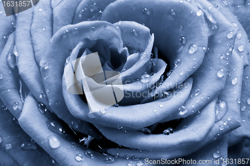 Image of blue rose