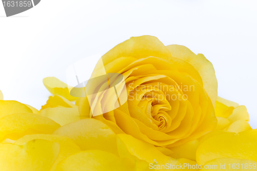 Image of yellow rose macro