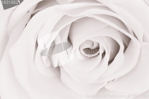 Image of white rose close up