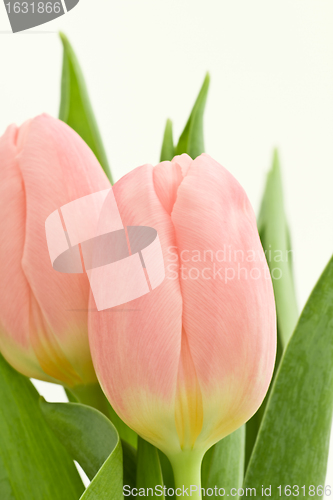 Image of orange tulips