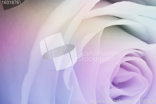 Image of multicolor rose