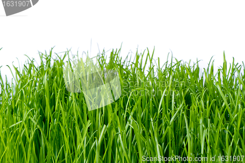 Image of green grass