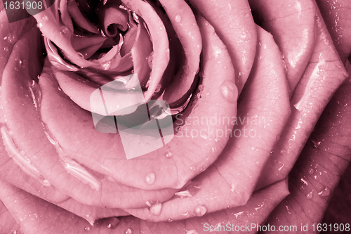 Image of pink rose