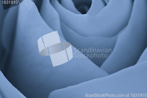 Image of blue rose macro