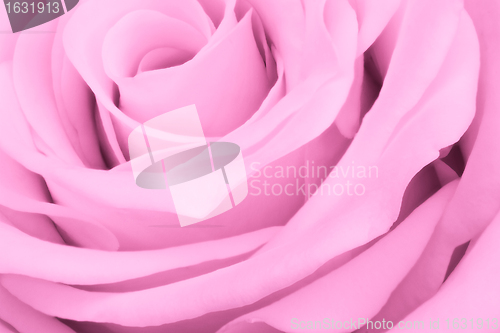 Image of pink rose close up