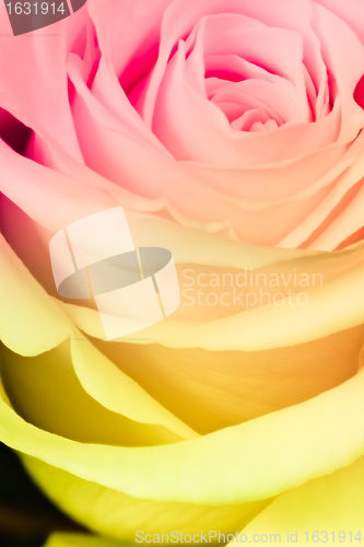 Image of multicolor rose