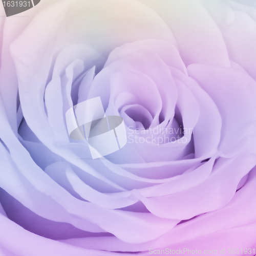 Image of multicolor rose