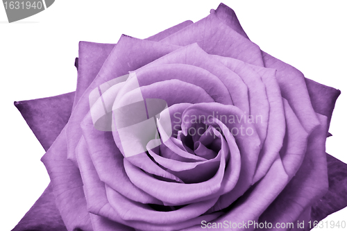 Image of violet rose