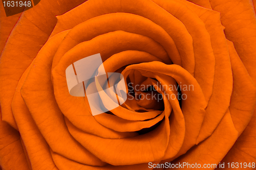 Image of orange rose