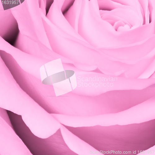 Image of pink rose close up