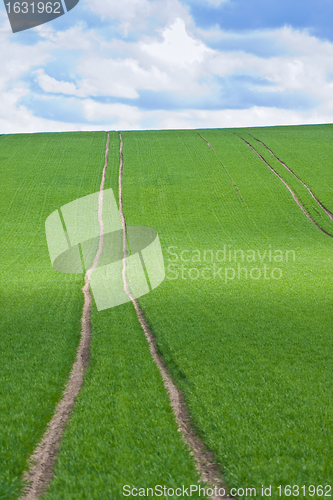 Image of green field