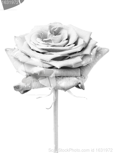 Image of white rose
