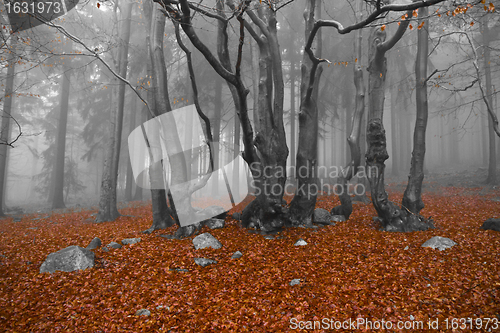 Image of misty forest