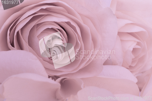 Image of pink rose macro