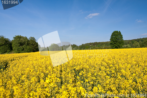 Image of rape field